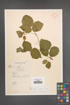 Rubus nessensis [KOR 10860]