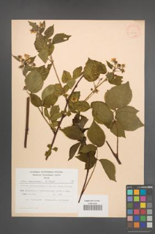 Rubus nessensis [KOR 30689]