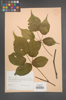 Rubus nessensis [KOR 30787]