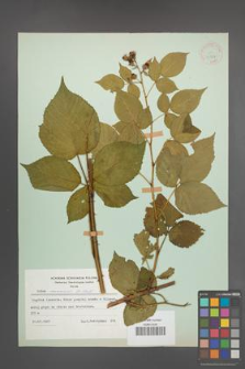 Rubus nessensis [KOR 30777]