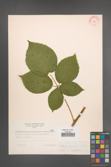 Rubus nessensis [KOR 7177]