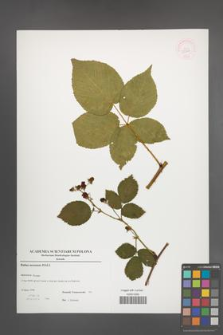 Rubus nessensis [KOR 52901]