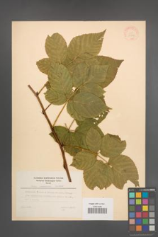 Rubus nessensis [KOR 30824]