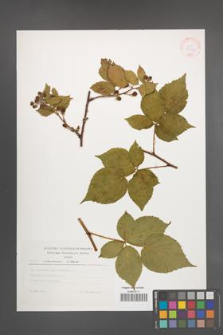Rubus nessensis [KOR 30443]
