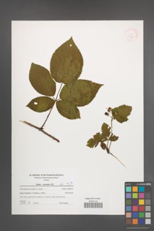 Rubus nessensis [KOR 39763]