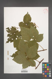 Rubus nessensis [KOR 30793]