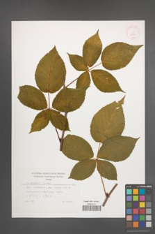 Rubus nessensis [KOR 29866]