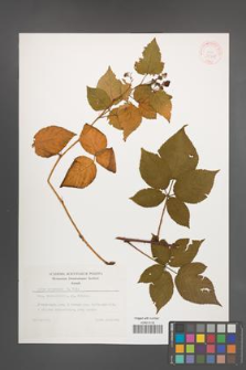 Rubus nessensis [KOR 35508]