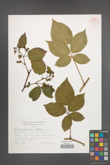 Rubus nessensis [KOR 54079]