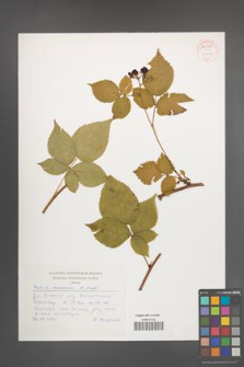 Rubus nessensis [KOR 54080]