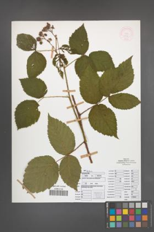 Rubus nessensis [KOR 51949]