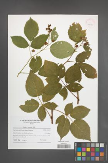 Rubus nessensis [KOR 42080]