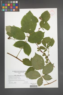 Rubus nessensis [KOR 42266]