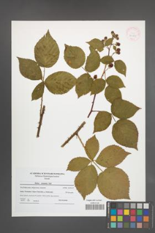 Rubus nessensis [KOR 41818]