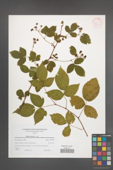 Rubus nessensis [KOR 38964]