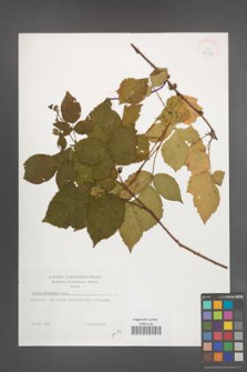 Rubus nessensis [KOR 38338]