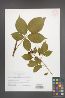 Rubus nessensis [KOR 42193]
