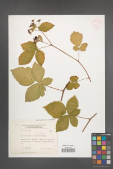 Rubus nemorosus [KOR 32302]