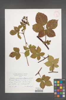 Rubus nemorosus [KOR 32881]