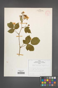 Rubus nemorosus [KOR 51894]