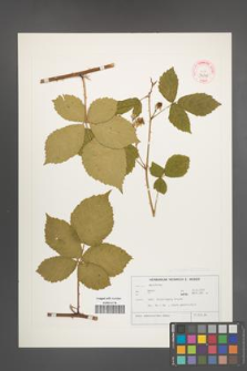 Rubus nemorosoides [KOR 32308]