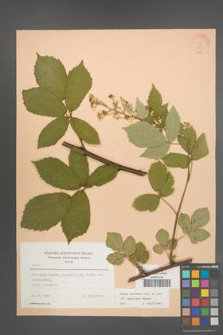 Rubus montanus [KOR 22749]