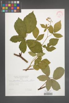 Rubus montanus [KOR 29237]