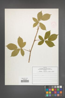 Rubus micans [KOR 52001]
