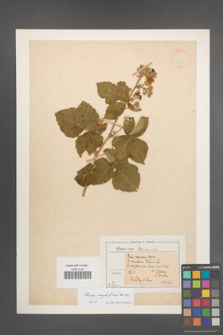 Rubus corylifolius [KOR 18506]