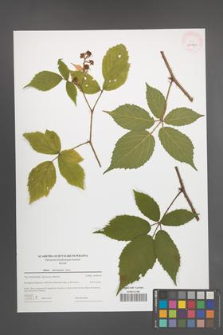 Rubus ostroviensis [KOR 43981]