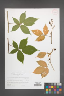 Rubus ostroviensis [KOR 43969]