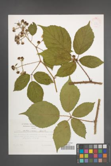 Rubus ostroviensis [KOR 32884]