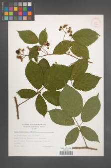 Rubus ostroviensis [KOR 32441]