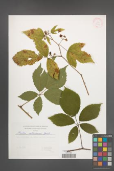 Rubus ostroviensis [KOR 29388]