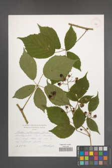 Rubus ostroviensis [KOR 32775]