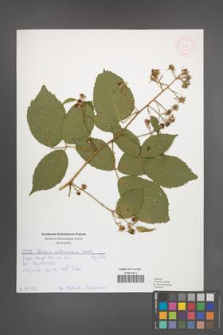 Rubus ostroviensis [KOR 51900]