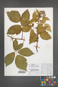 Rubus ostroviensis [KOR 51922]