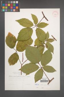 Rubus ostroviensis [KOR 29631]