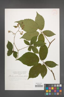 Rubus ostroviensis [KOR 32883]