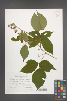 Rubus ostroviensis [KOR 39083]