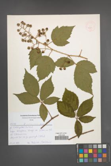 Rubus ostroviensis [KOR 52575]