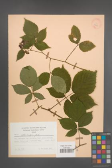 Rubus ostroviensis [KOR 25567]