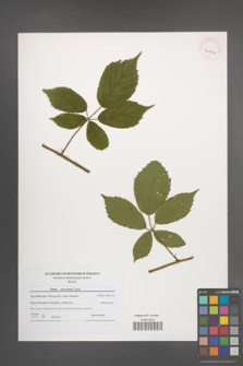 Rubus ostroviensis [KOR 40972]