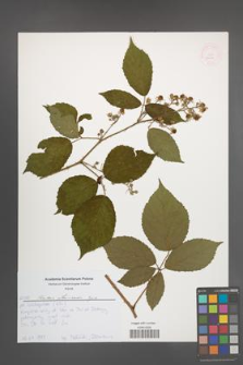 Rubus ostroviensis [KOR 52632]