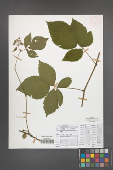 Rubus ostroviensis [KOR 51961]