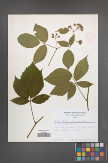 Rubus ostroviensis [KOR 52611]