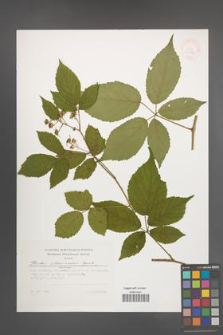 Rubus ostroviensis [KOR 32886]