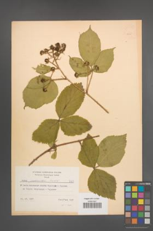 Rubus pedemontanus [KOR 8685]