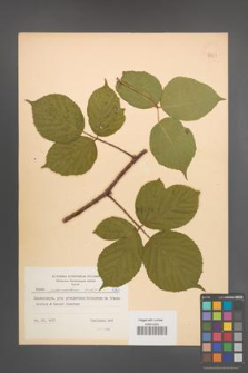 Rubus pedemontanus [KOR 8761]