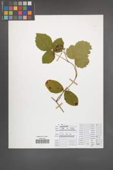Rubus pedemontanus [KOR 50482]